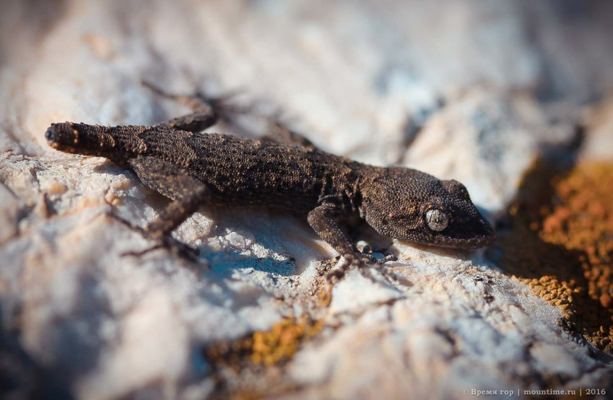 Крымский Варан