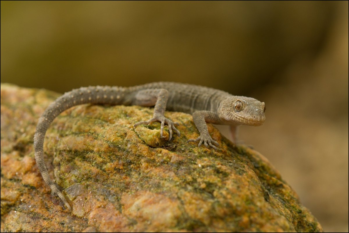 Геккон Средиземноморский Крымский