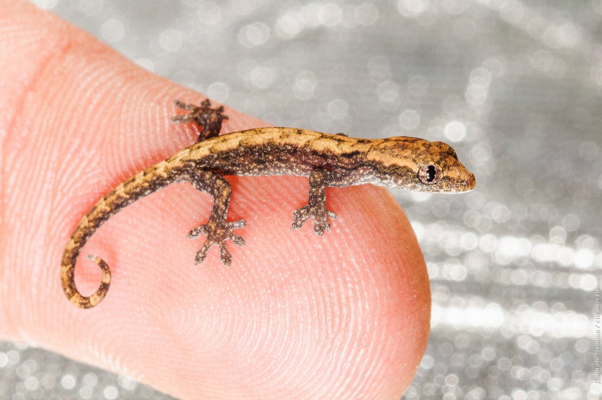Карликовый геккон (Sphaerodactylus ariasae)