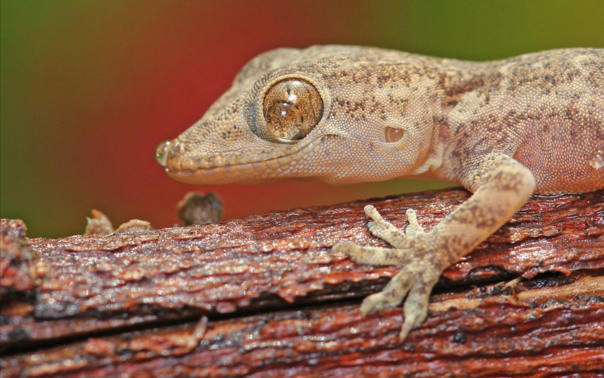 Турецкий полупалый геккон