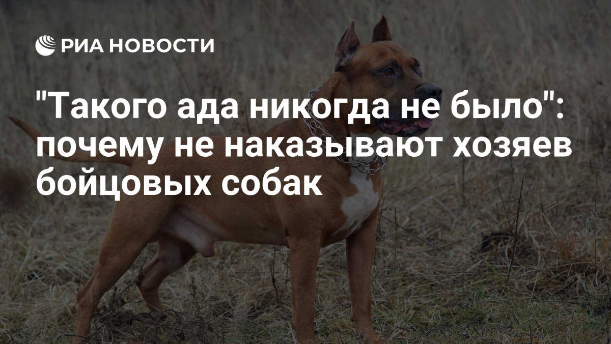Самые проблемные породы собак по содержанию