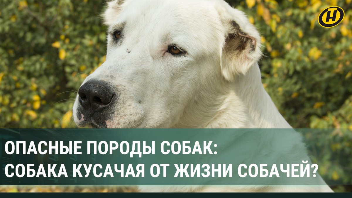 Новости про собаку в Ростове