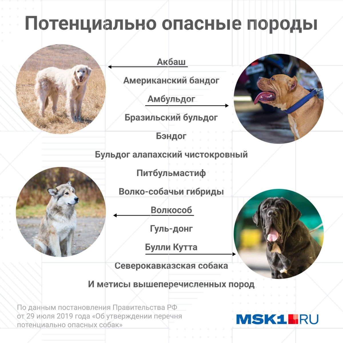 Потенциально опасным породам собак относятся