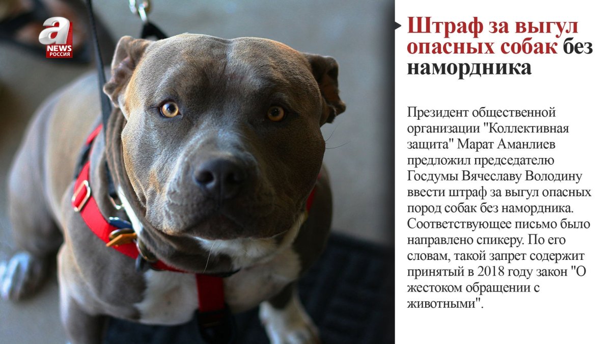 Опасные породы собак список