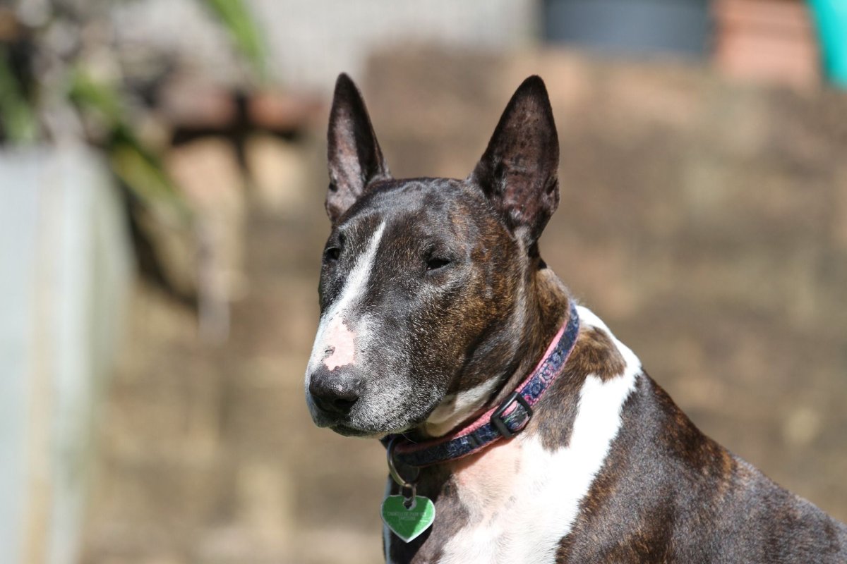 Black Brindle bicolor бультерьер