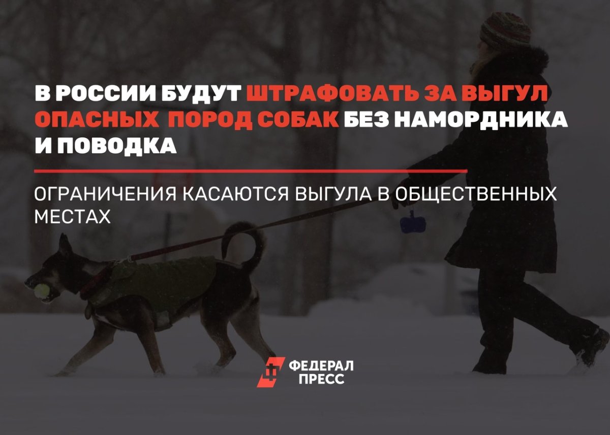 Заявление собака без поводка и намордника