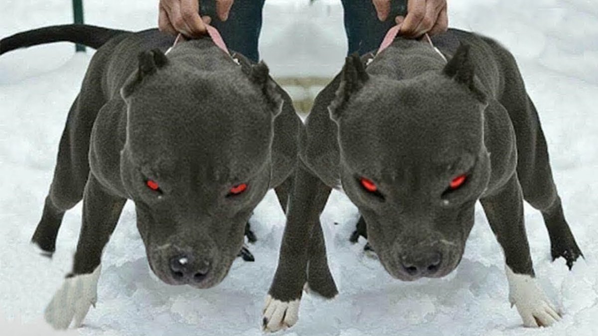 Большие опасные собаки