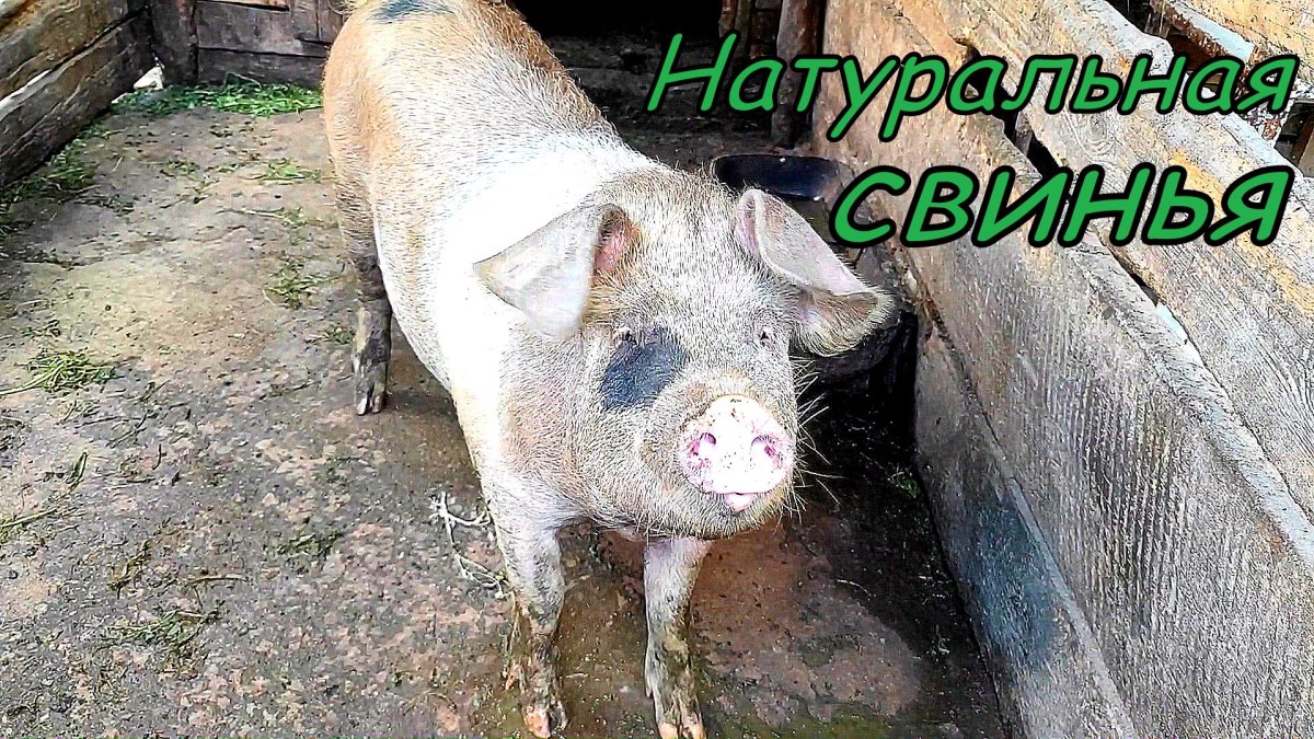 Домашняя свинья