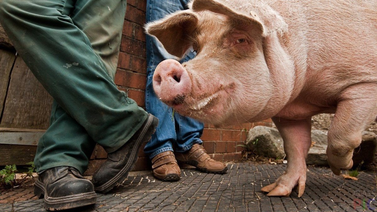 Кабан боров хряк свинья