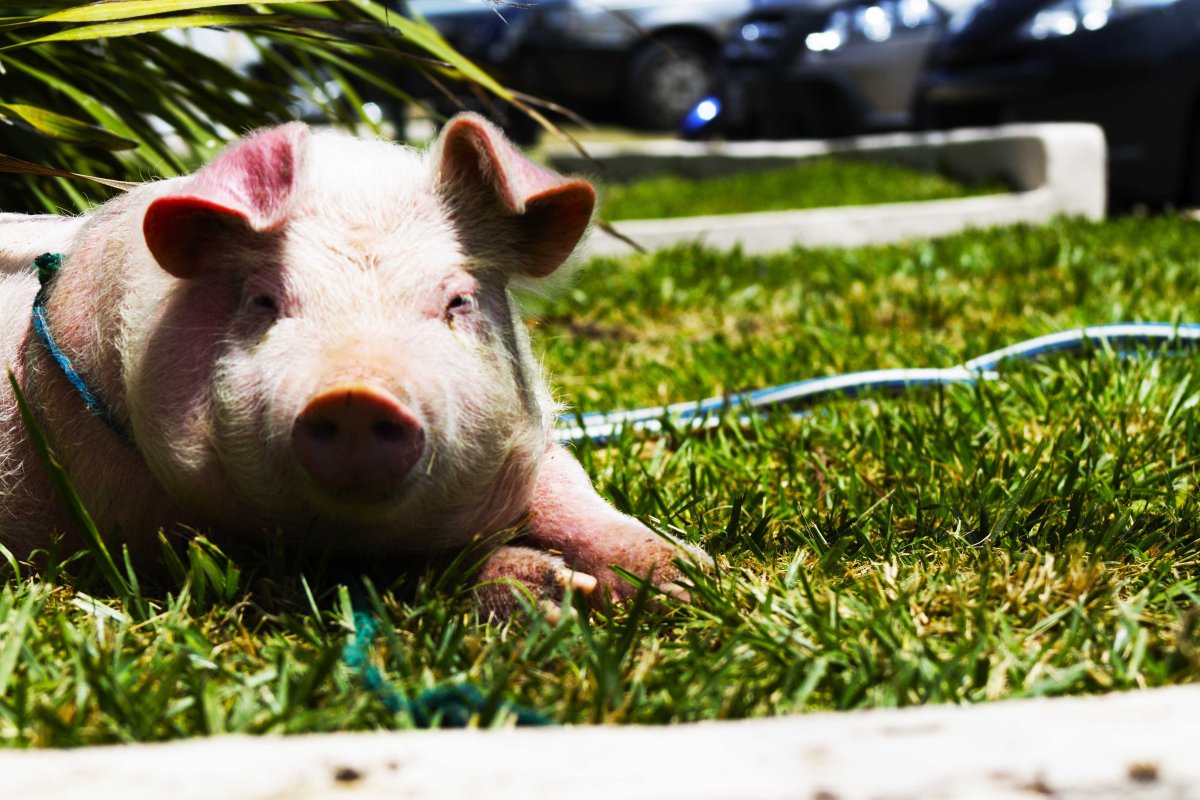 Красивая Свинка