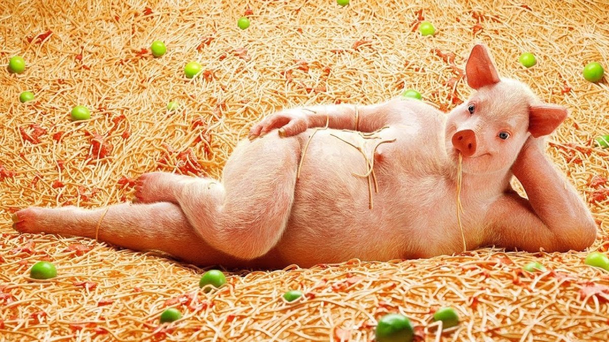 Смешные свиньи