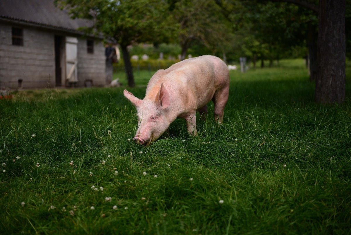 Свиньи на ферме