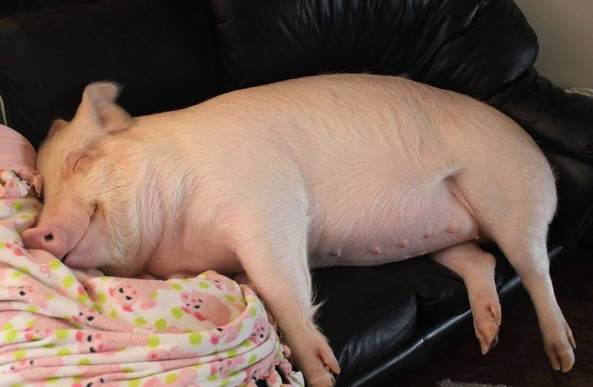 Минипиг полосатый