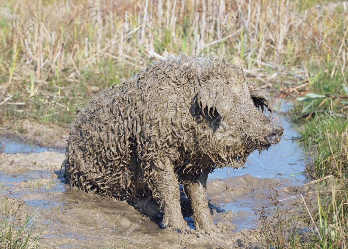 Черная мангалица