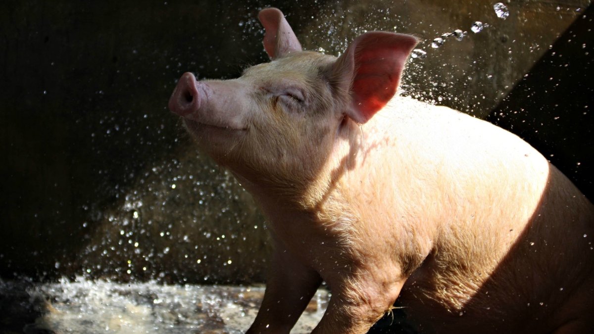 Чистая свинья