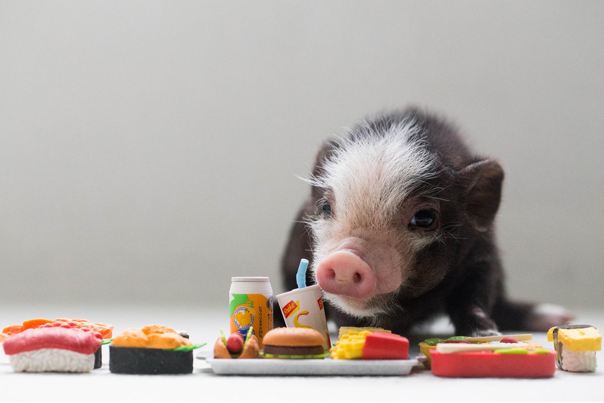 Минипиг Оскар