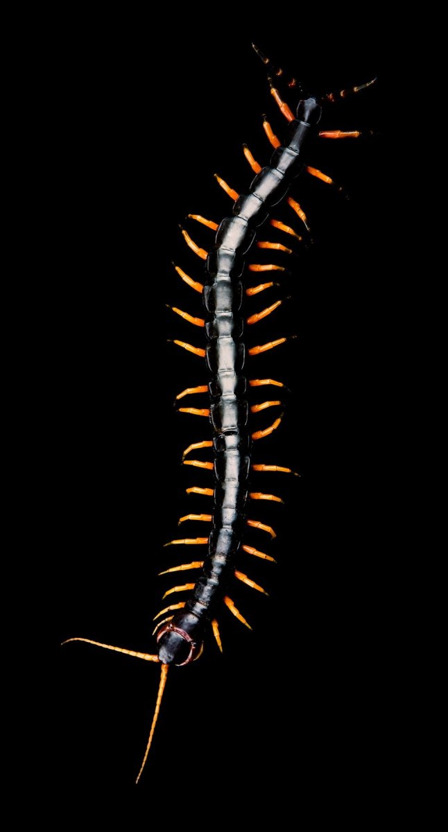Scolopendra subspinipes mutilans