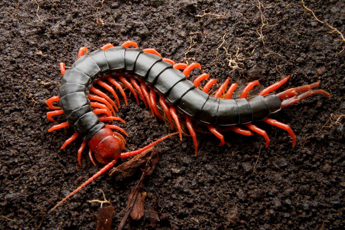 Крымская кольчатая сколопендра