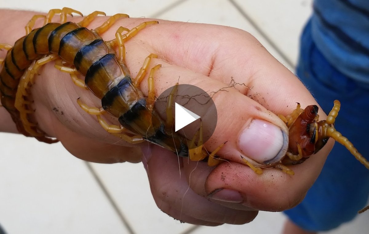 Крымская кольчатая сколопендра укус