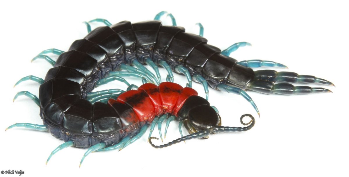 Монстр многоножка сколопендра