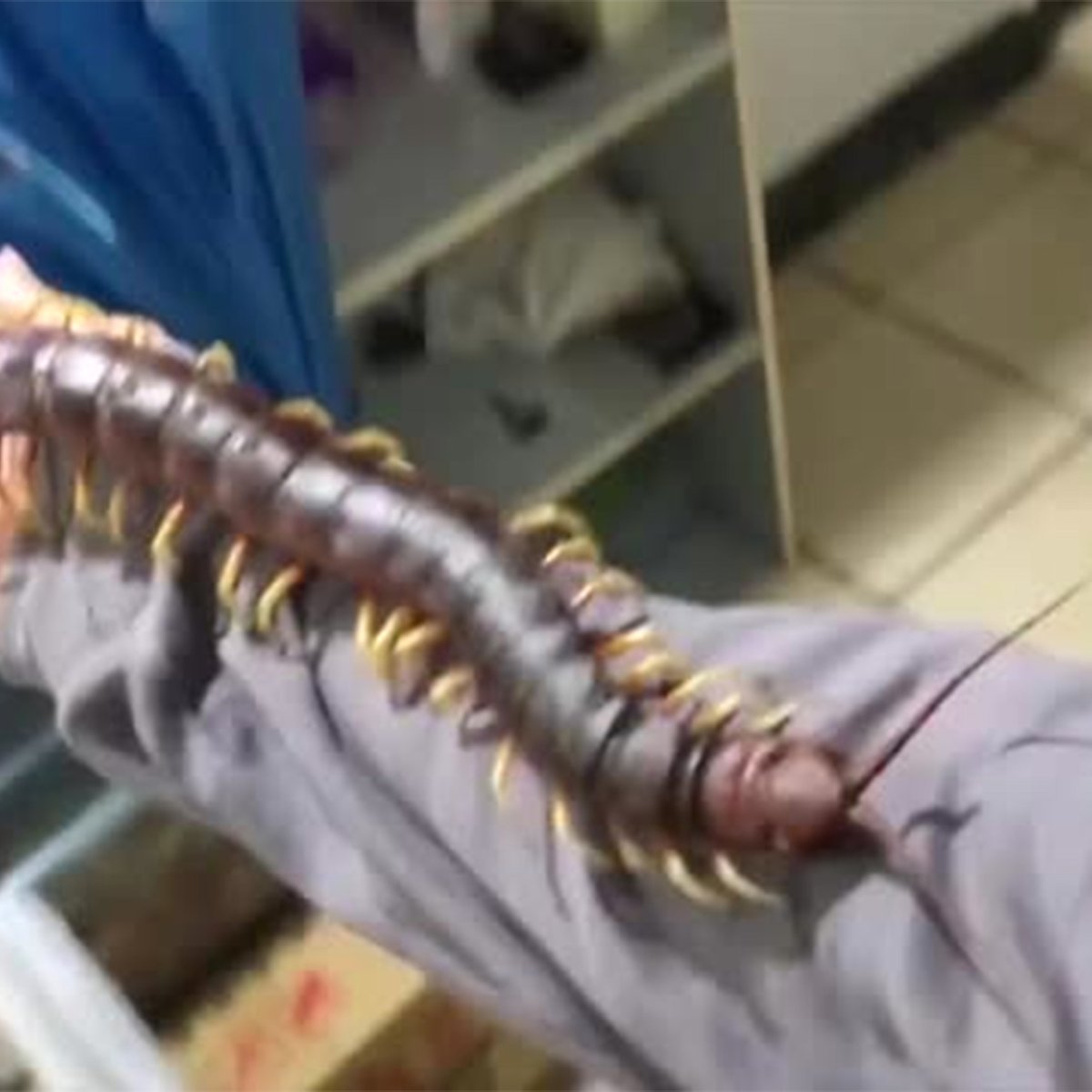 Нападение сколопендры