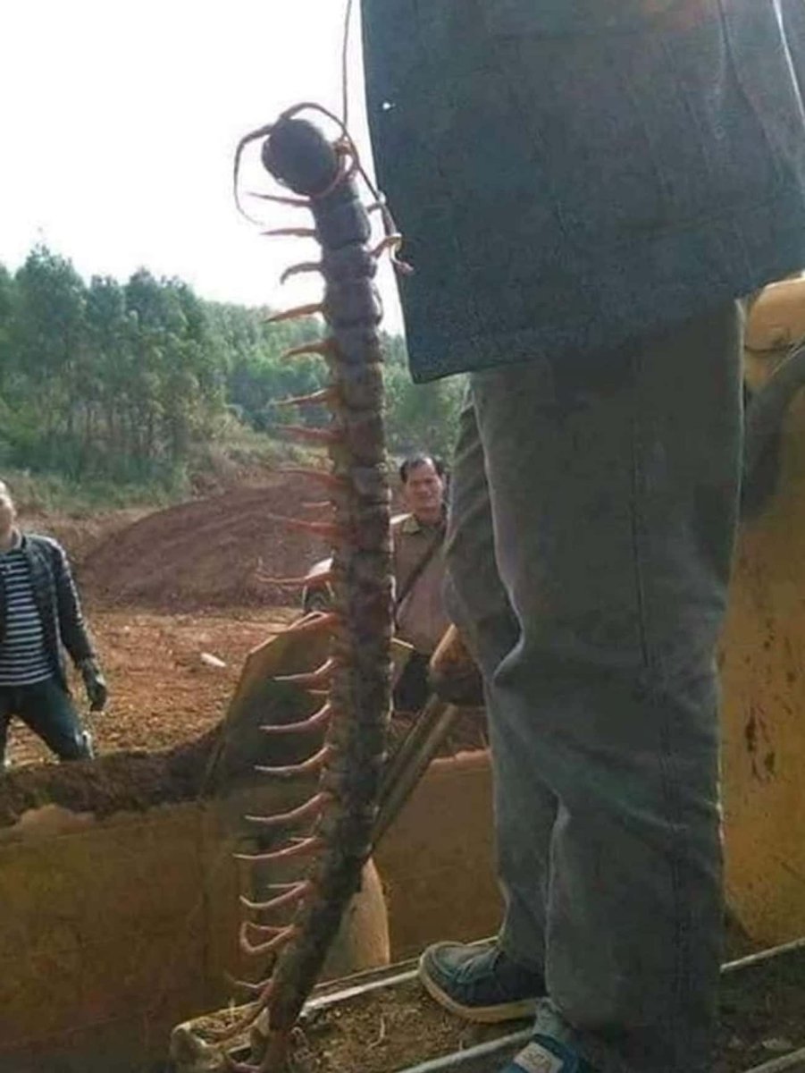 Вьетнамская сколопендра