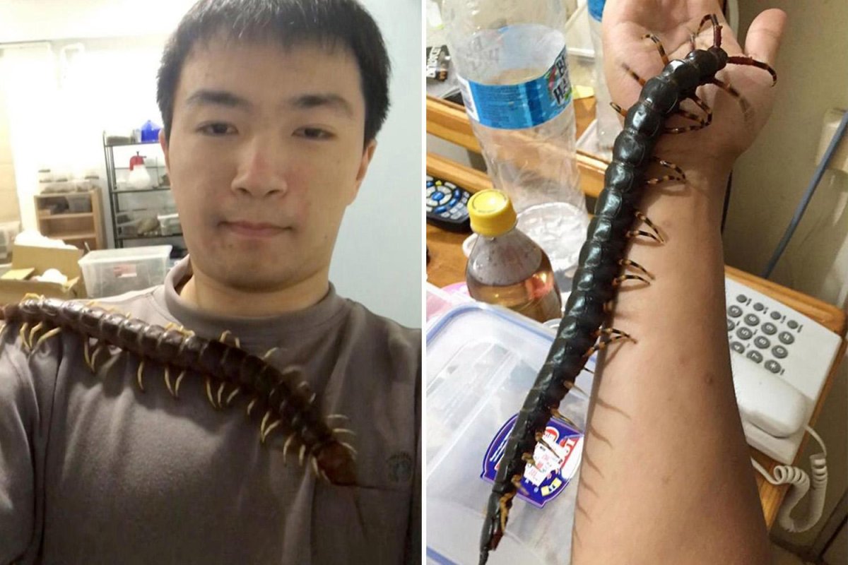 Сороконожка в Тайланде