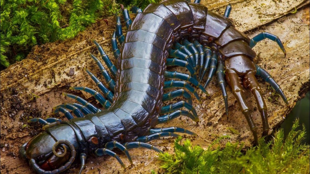 Гигантская сколопендра / Scolopendra gigantea