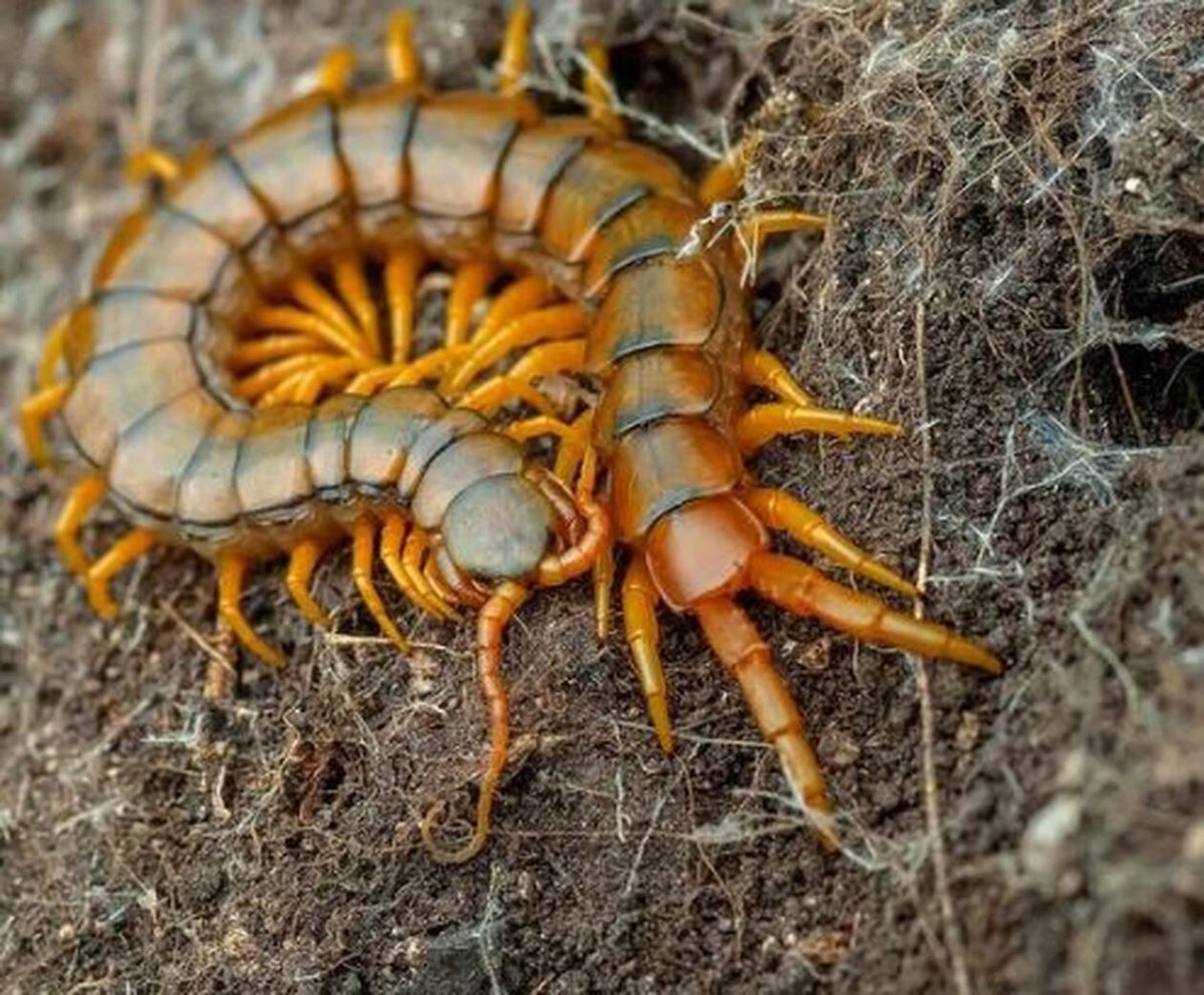 Желтая кольчатая сколопендра