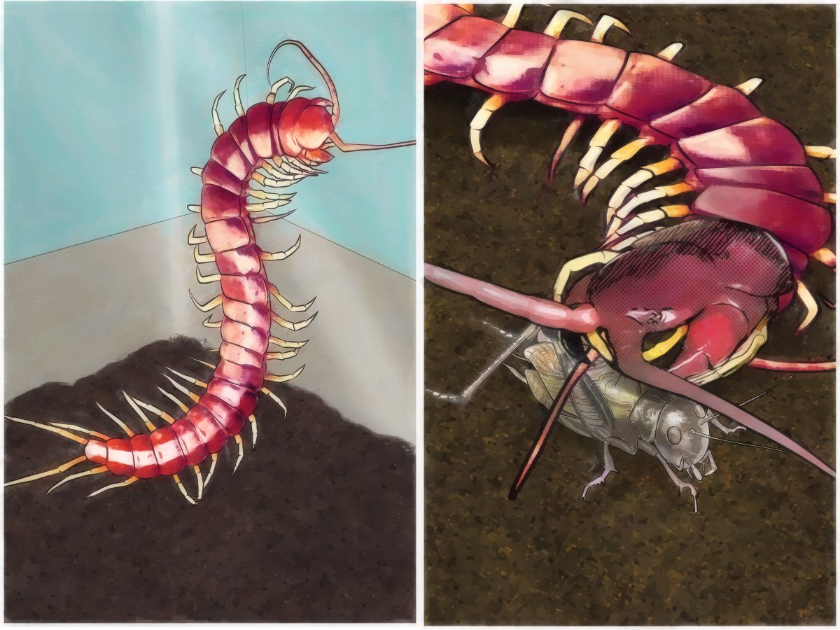 Сколопендра гигантея