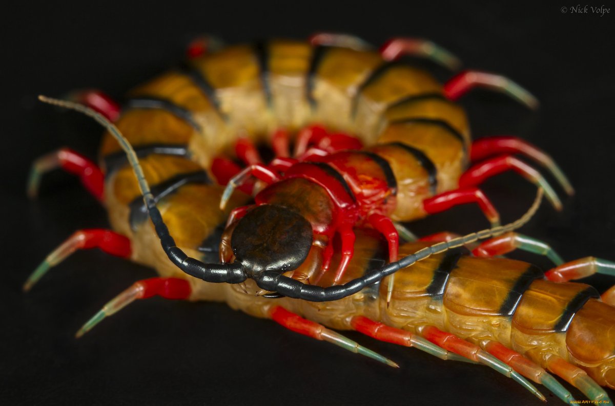 Паук многоножка