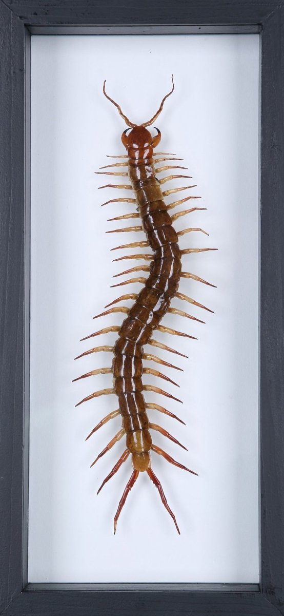 Сколопендра Бали