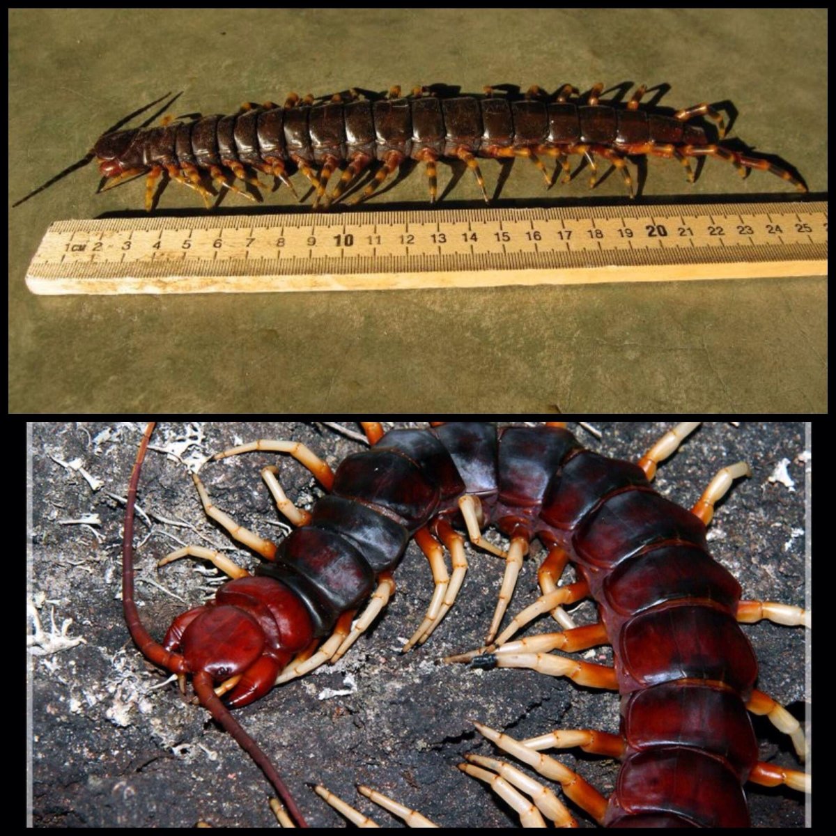 Amazonian giant Centipede