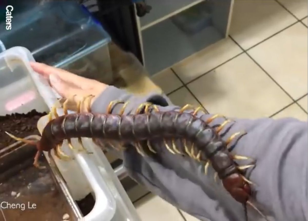 Укус сколопендра Крымская