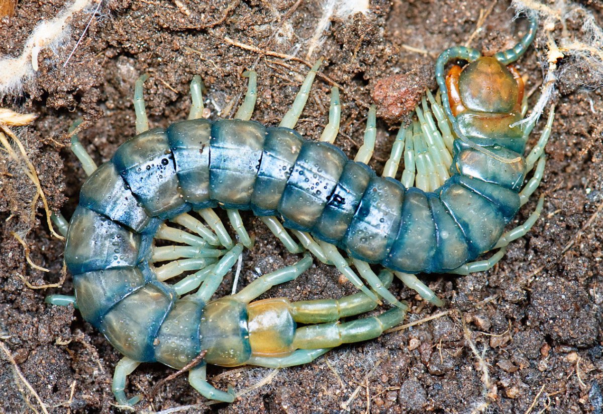 Гигантская сколопендра многоножки