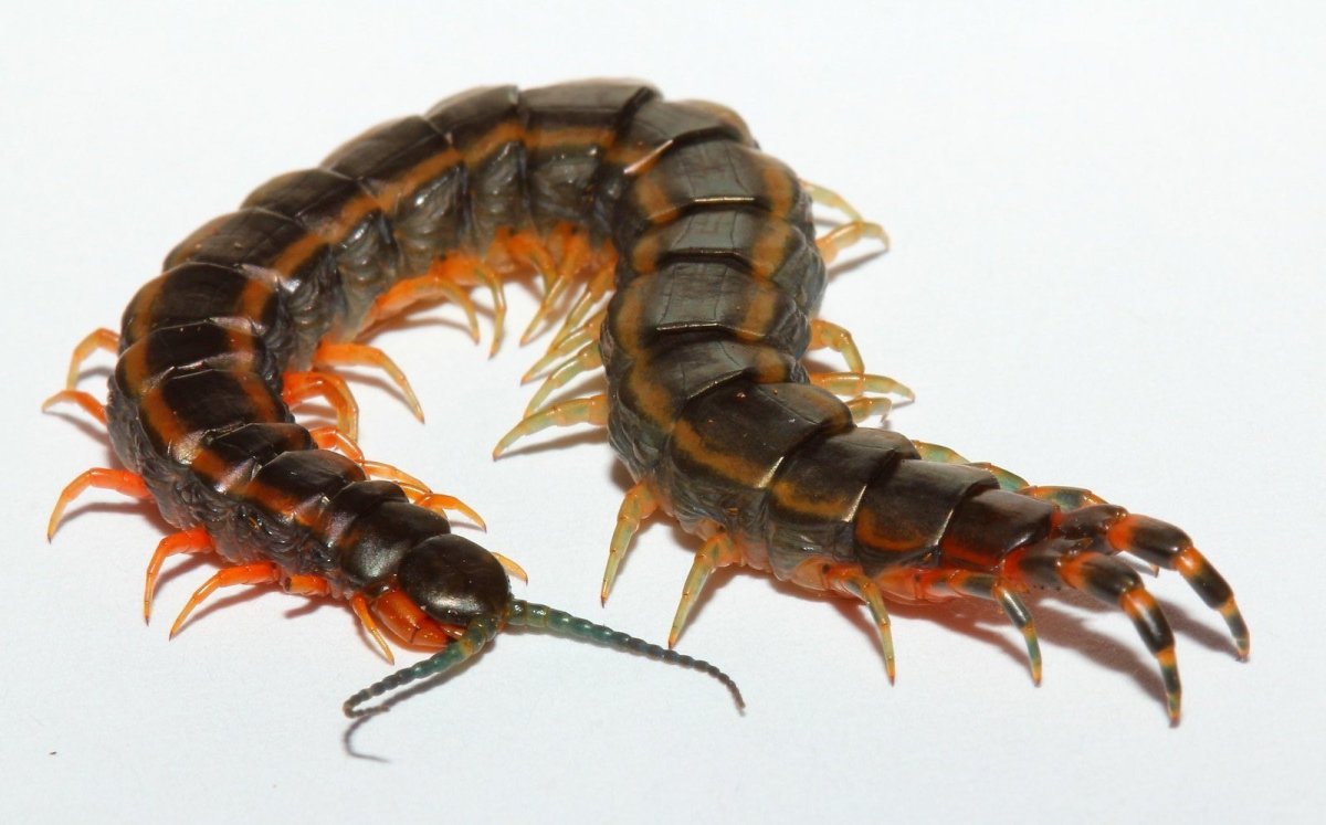 Сороконожка сколопендра