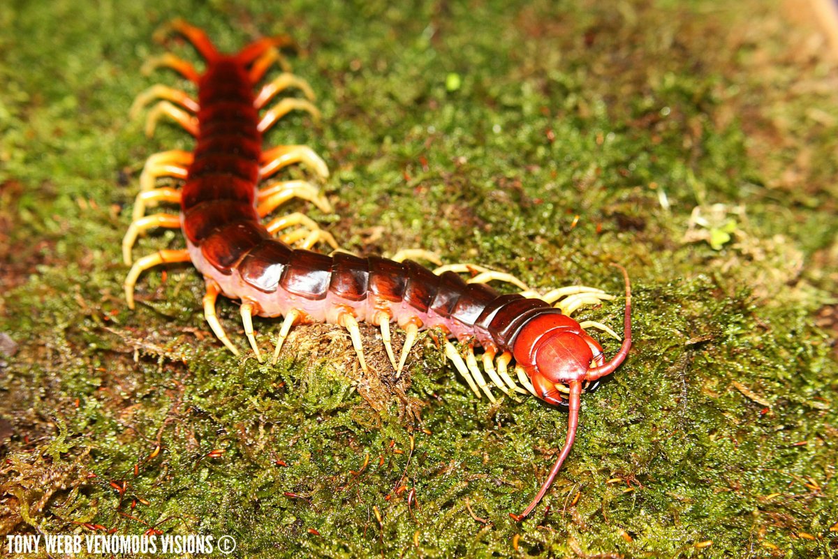 Мадагаскарская сколопендра