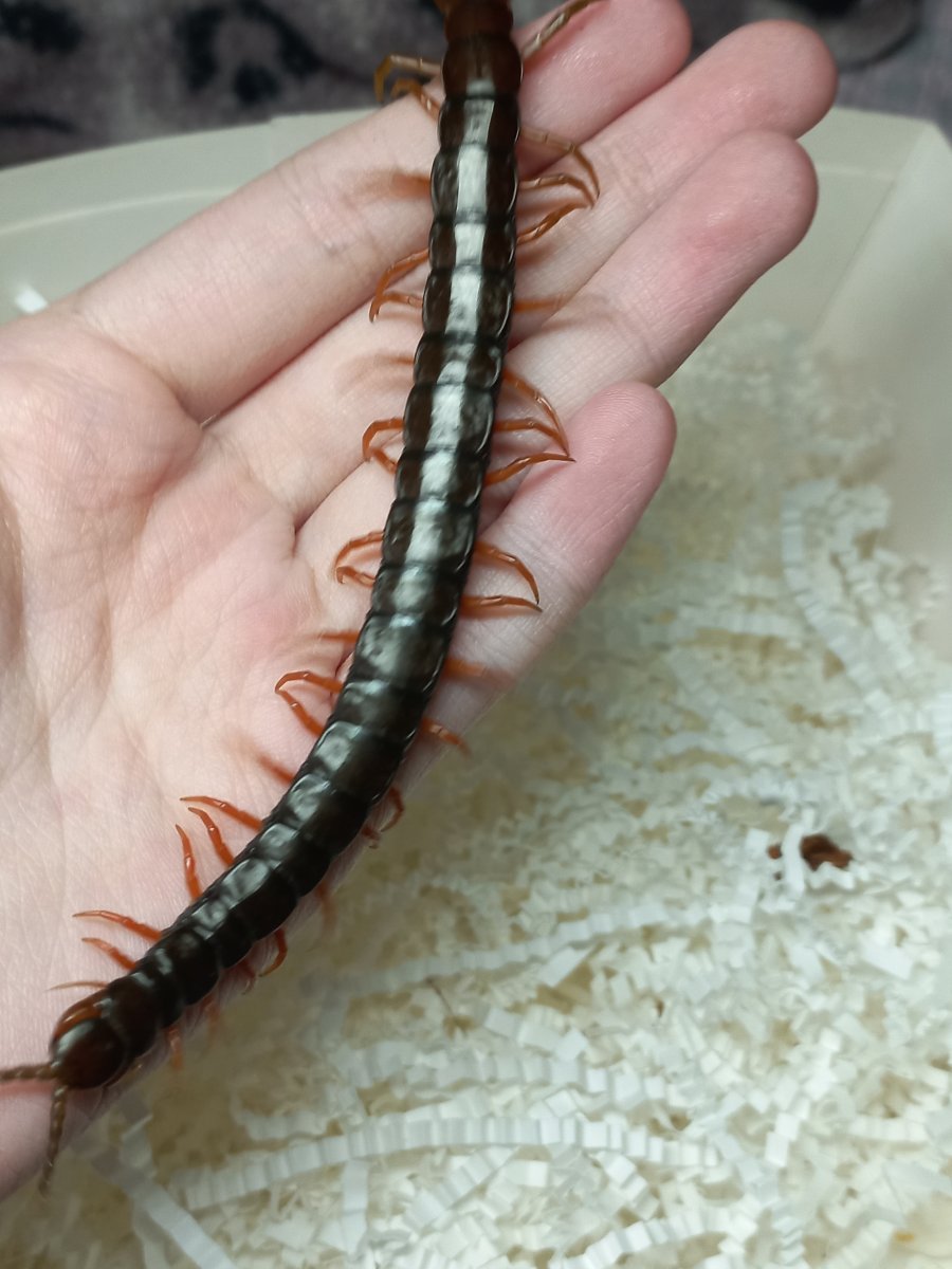 Монстр многоножка сколопендра