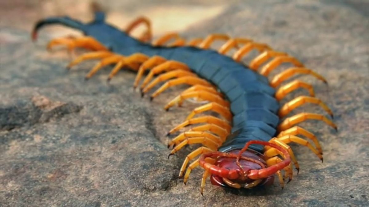 Паук сколопендра