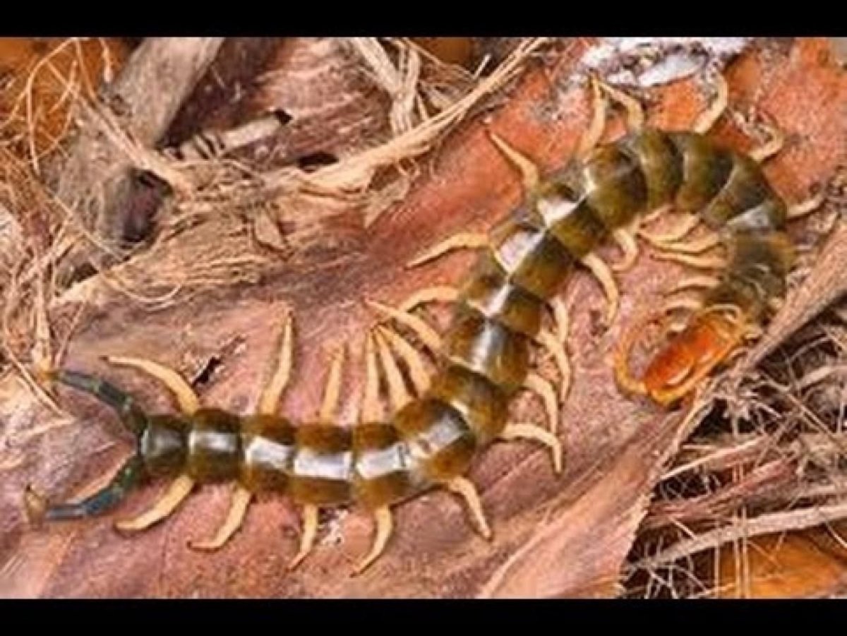 Сколопендра Астраханская