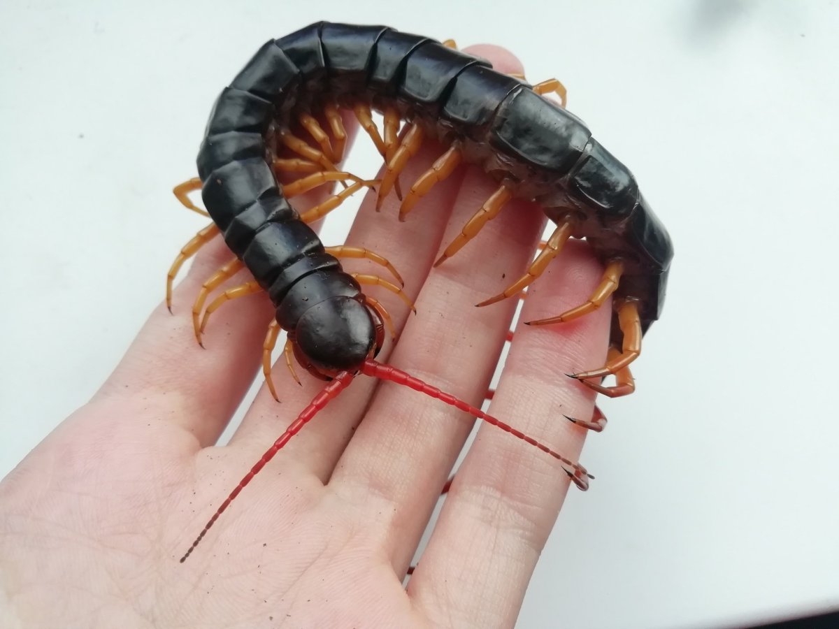 Сколопендра Черноморская