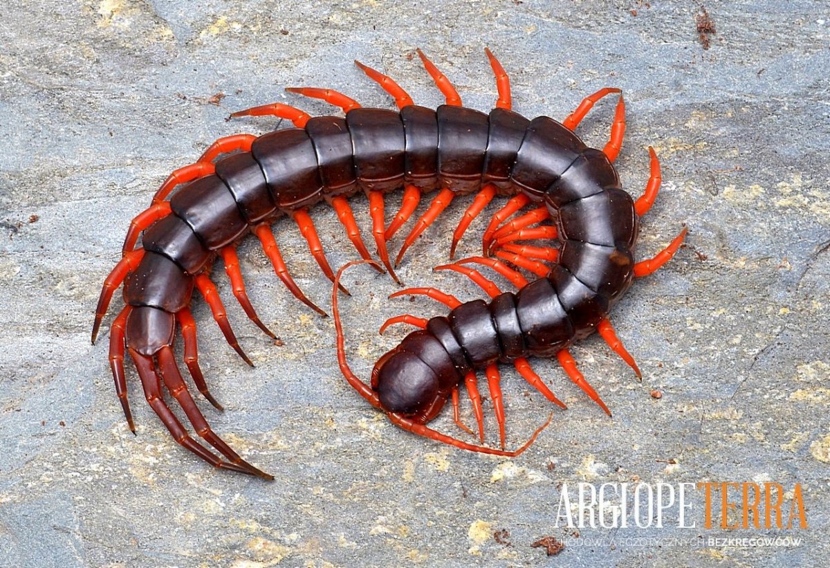 Амазонская сколопендра