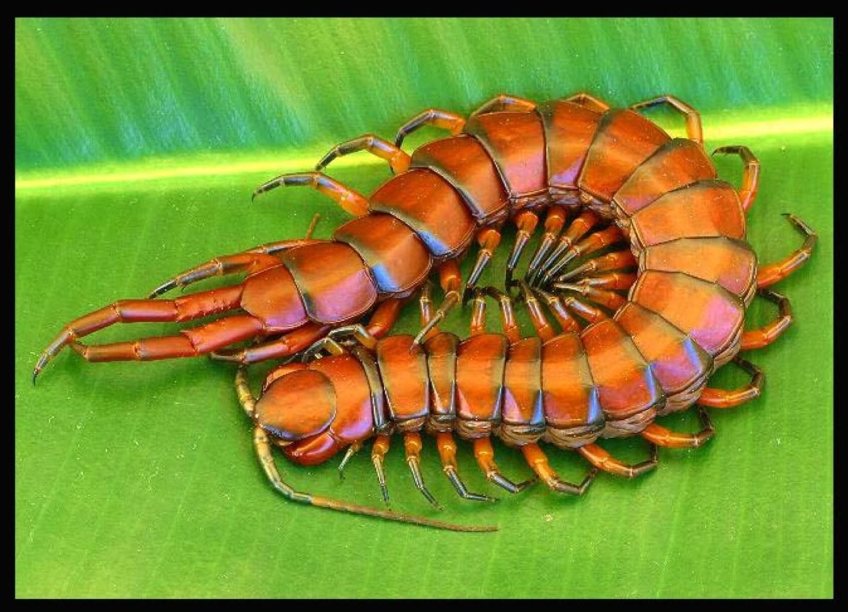 Китайская Красноголовая сороконожка