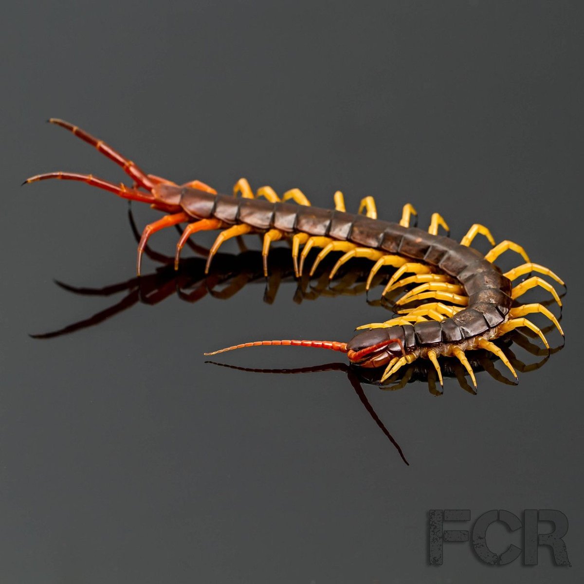 Сколопендра вид сбоку