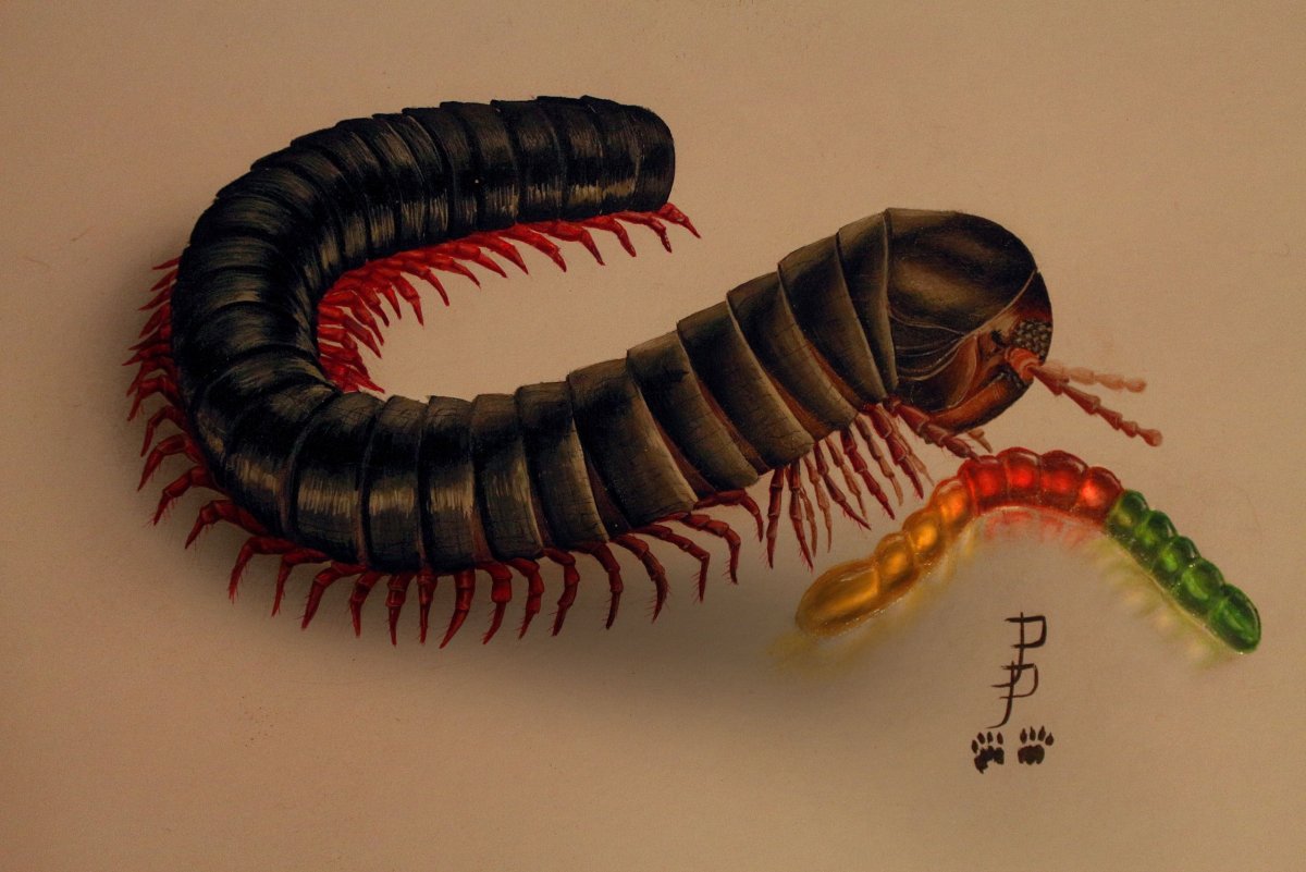 Кивсяк Xenobolus Carnifex