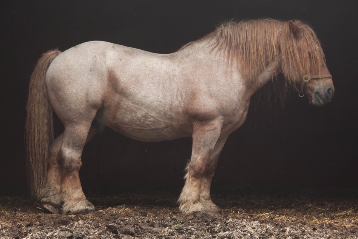 Битюг тяжеловоз