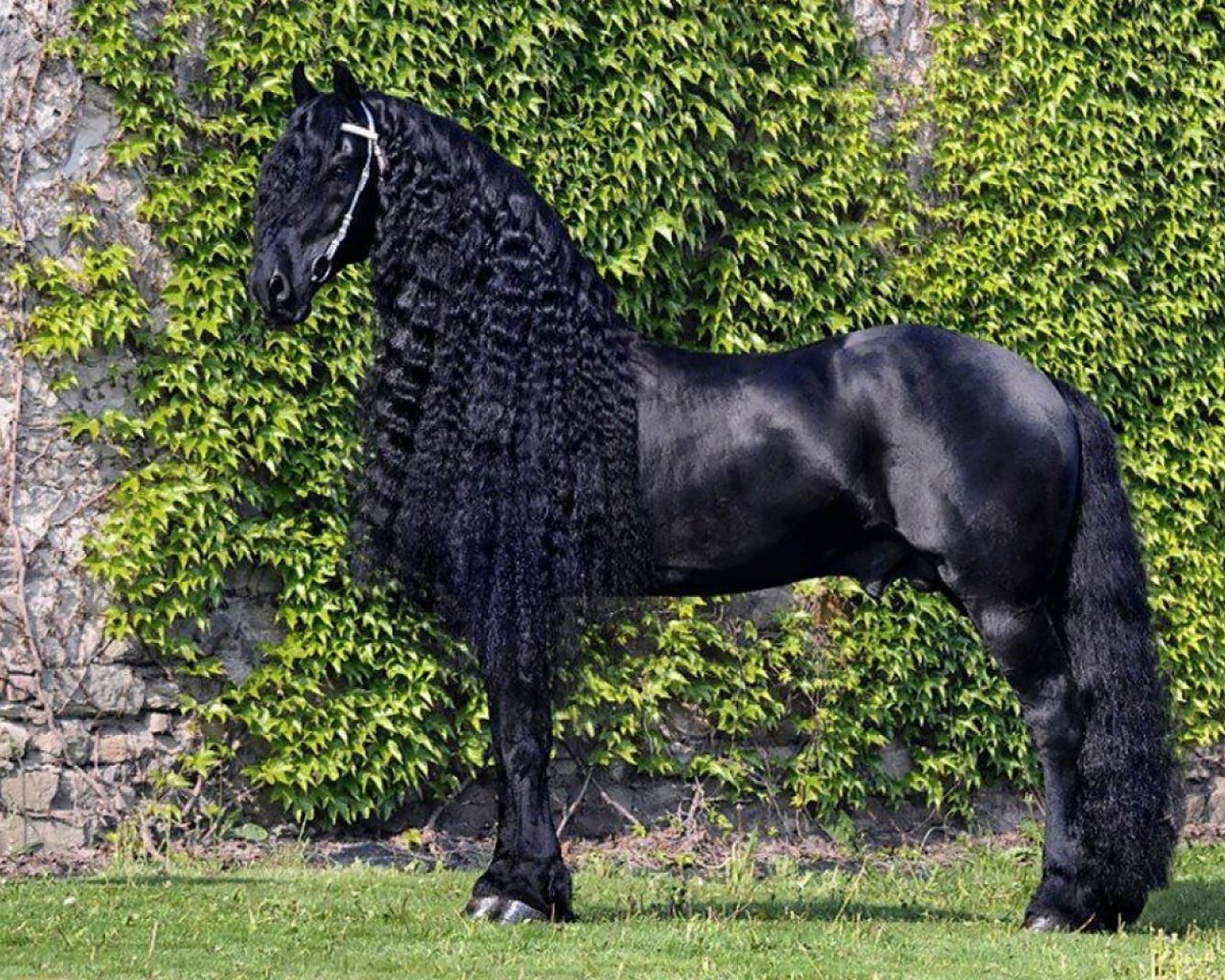 Фриз Фризская лошадь