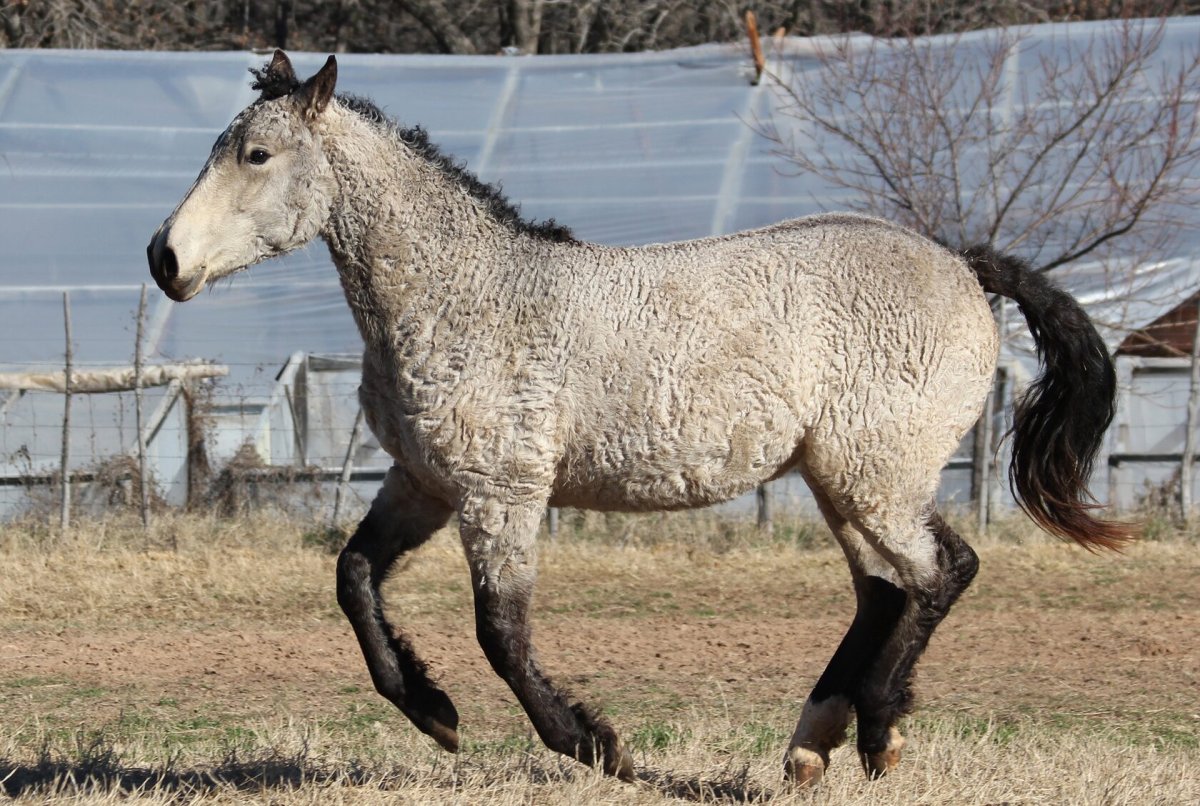 Забайкальская курчавая порода лошадей