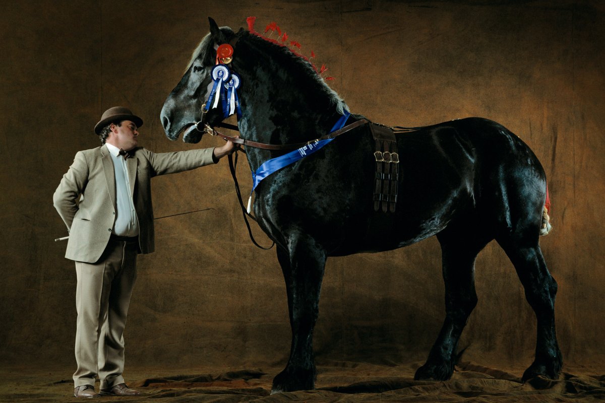 Порода лошадей Першерон Першеронская порода