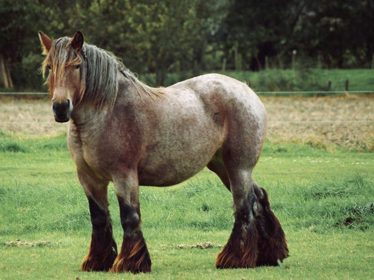 Тяжеловоз бельгийский Першерон